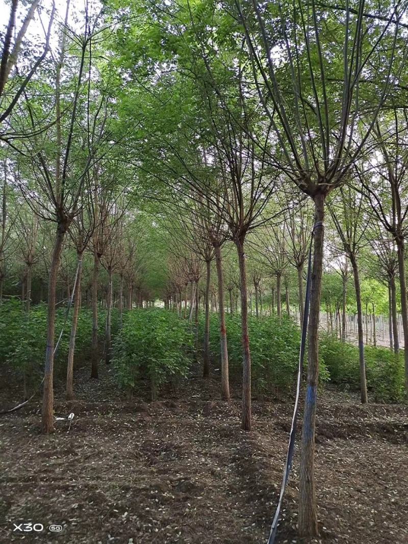 5-12公分精品国槐树行优美基地大量供应，正在热卖产品