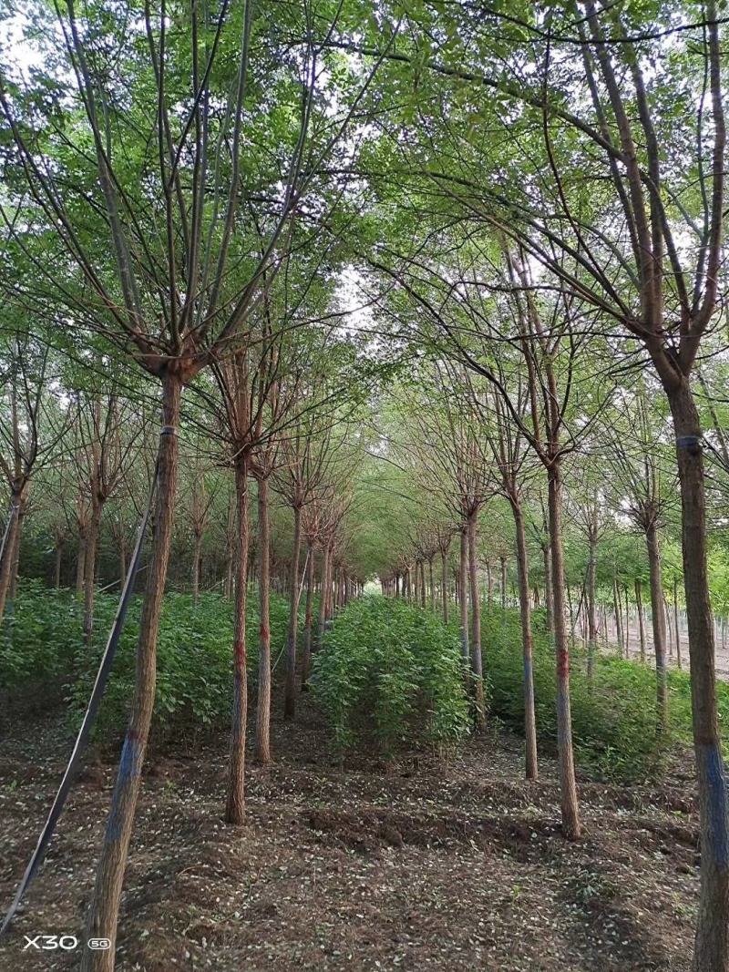 5-12公分精品国槐树行优美基地大量供应，正在热卖产品