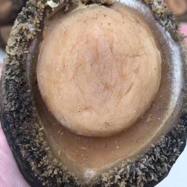 自然生长十头活冻湛江鲍鱼，肉质鲜美，价格美丽