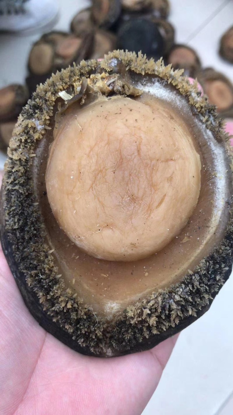 自然生长十头活冻湛江鲍鱼，肉质鲜美，价格美丽