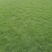 成都地区大量出售绿化草坪台湾二号草卷(新津基地)