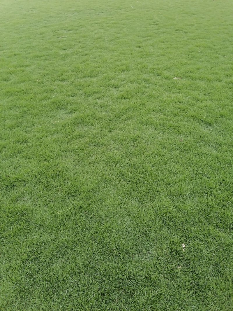 成都地区大量出售绿化草坪台湾二号草卷(新津基地)