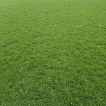 成都地区大量出售绿化草坪台湾二号草卷(新津基地)