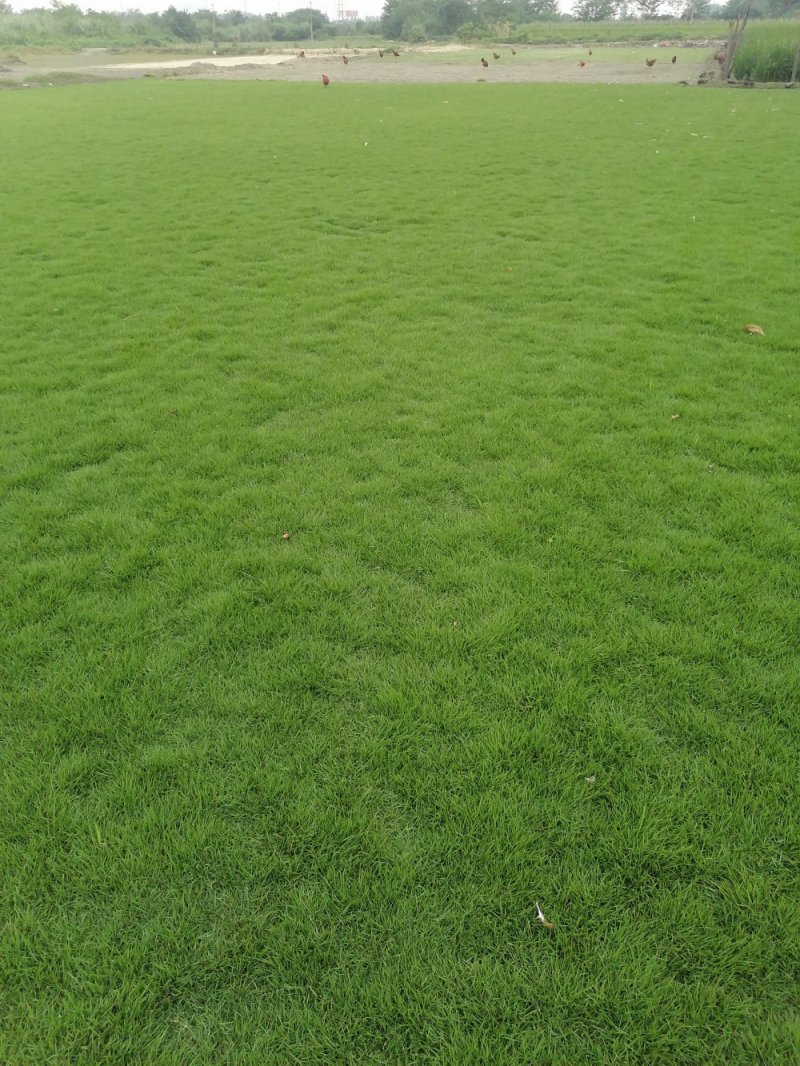 成都地区大量出售绿化草坪台湾二号草卷(新津基地)