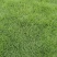 成都地区大量出售绿化草坪台湾二号草卷(新津基地)
