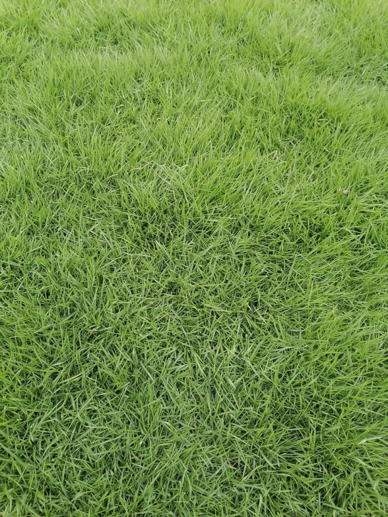 成都地区大量出售绿化草坪台湾二号草卷(新津基地)