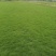 成都地区大量出售绿化草坪台湾二号草卷(新津基地)