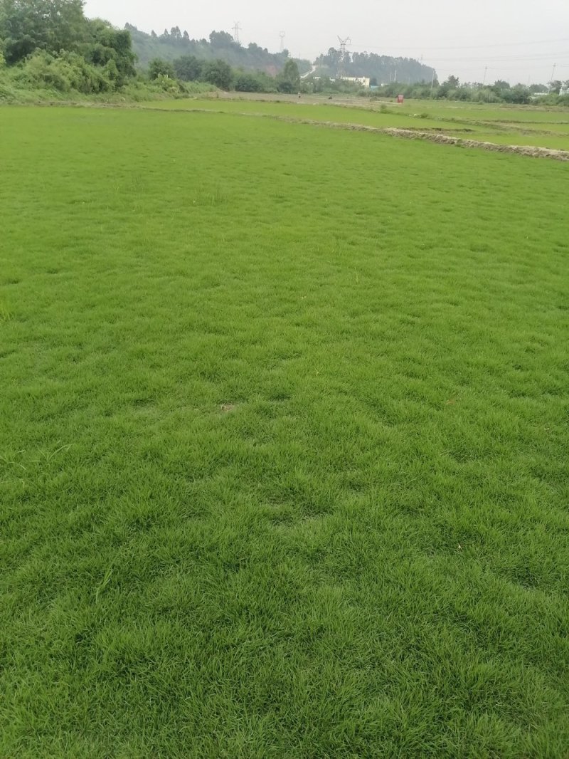 成都地区大量出售绿化草坪台湾二号草卷(新津基地)