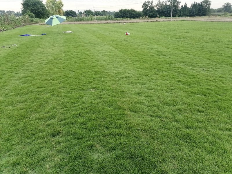 成都地区大量出售绿化草坪台湾二号草卷(新津基地)