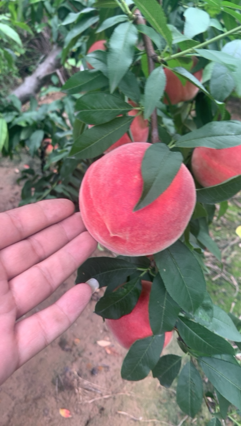 大量中熹妃开始大量下树
