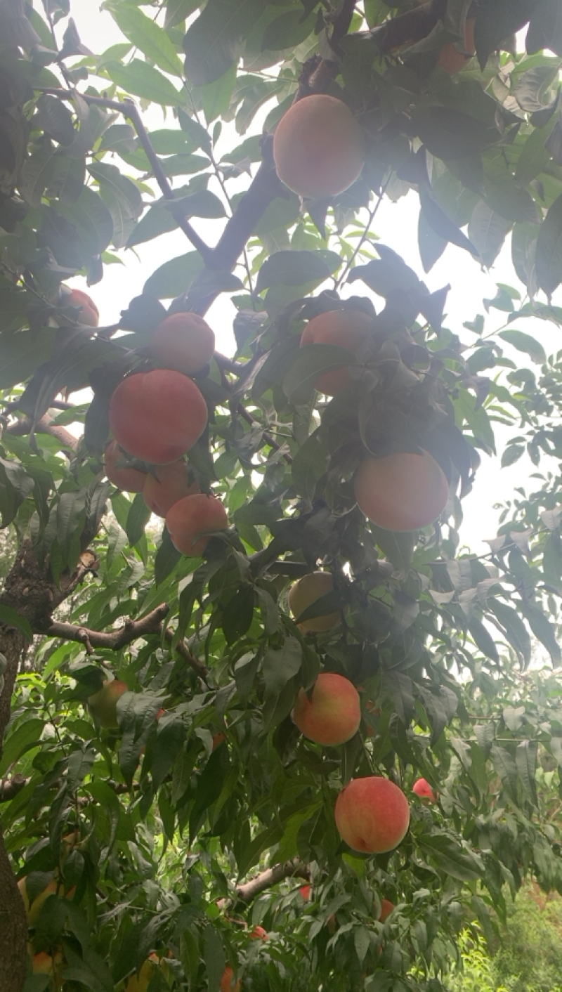 大量中熹妃开始大量下树
