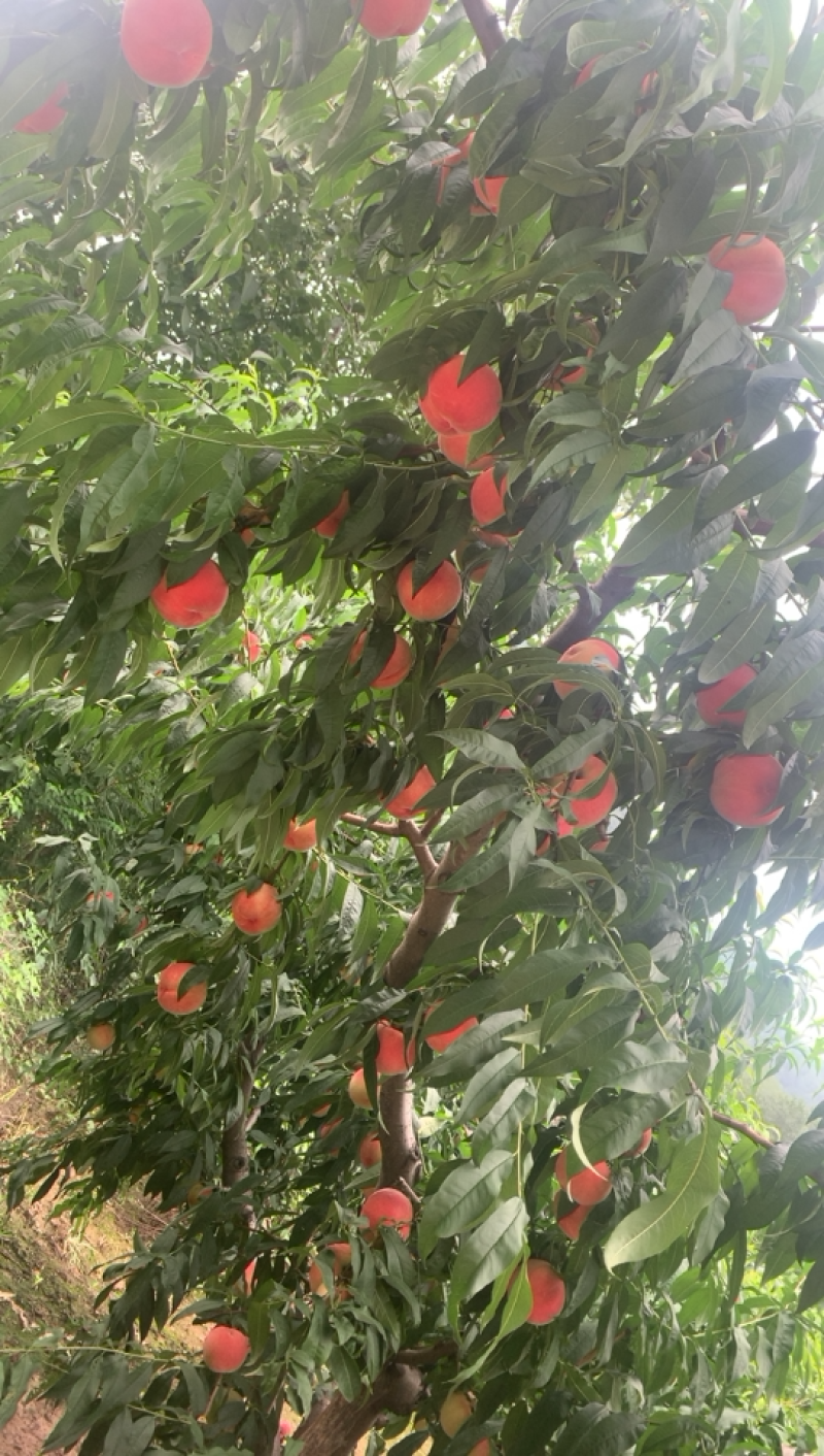 大量中熹妃开始大量下树