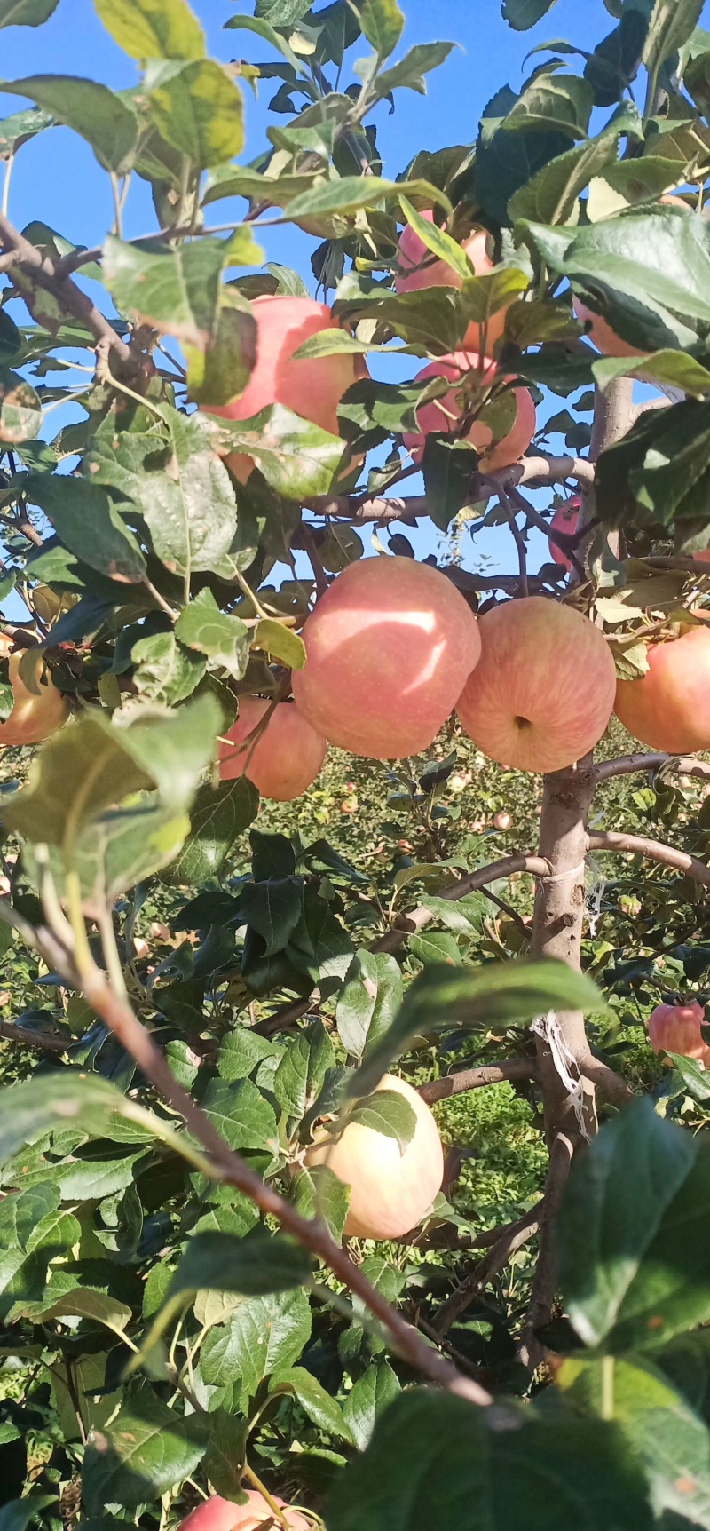 陕西苹果大量冷库货，对接电商，支持一件代发