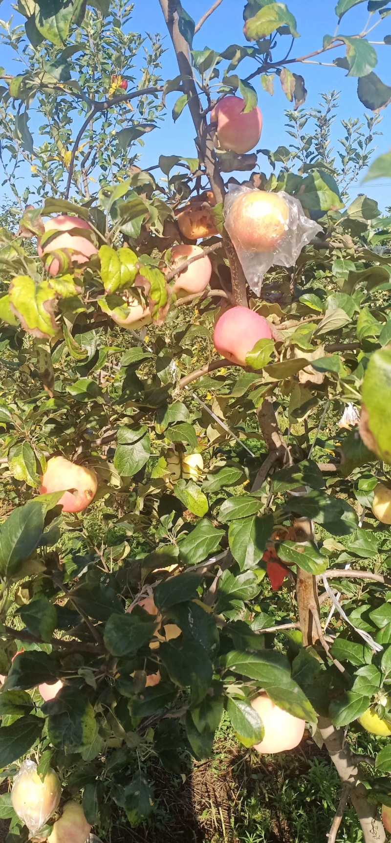 陕西苹果大量冷库货，对接电商，支持一件代发