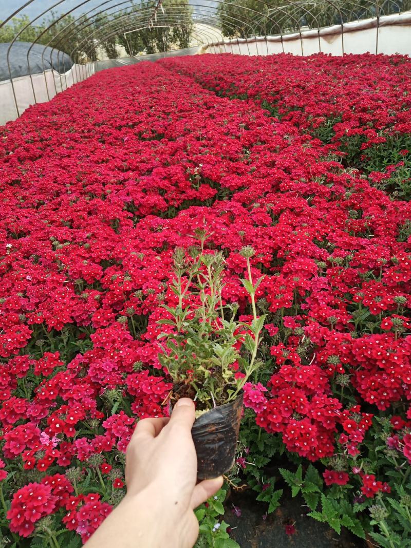 云南美女樱，绿化苗木美女樱，美女樱杯苗美女樱苗圃直销