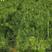 湿地松云南苗圃直销欢迎实地考察湿地松杯苗，湿地松绿化苗
