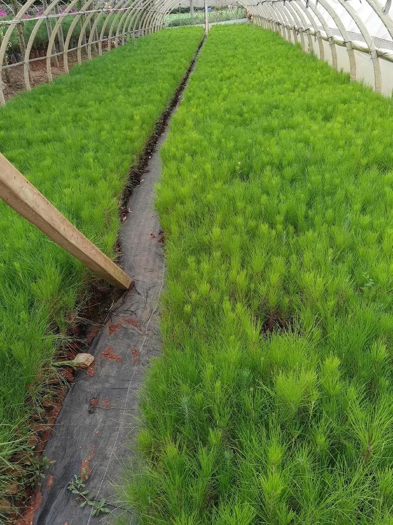 湿地松云南苗圃直销欢迎实地考察湿地松杯苗，湿地松绿化苗