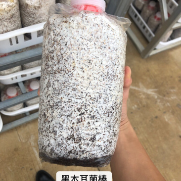 黑木耳菌棒、（木耳菌棒）东北黑木耳分离液体菌种