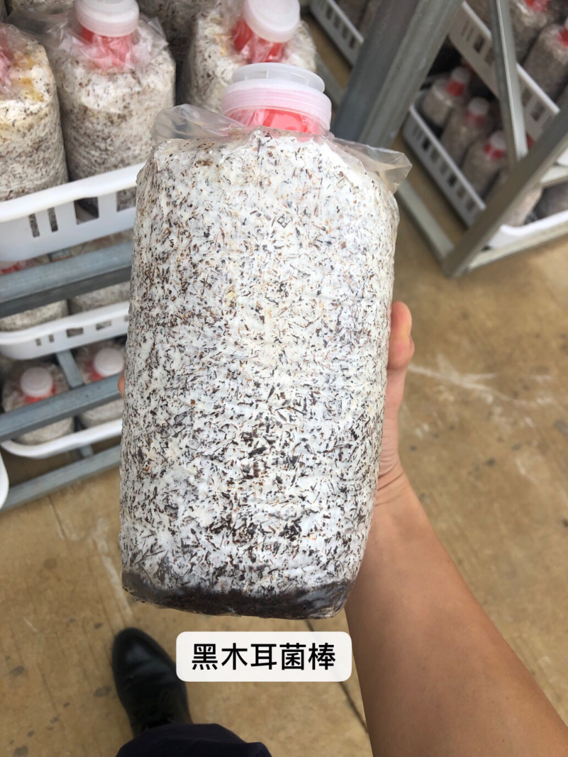 黑木耳菌棒、（木耳菌棒）东北黑木耳分离液体菌种