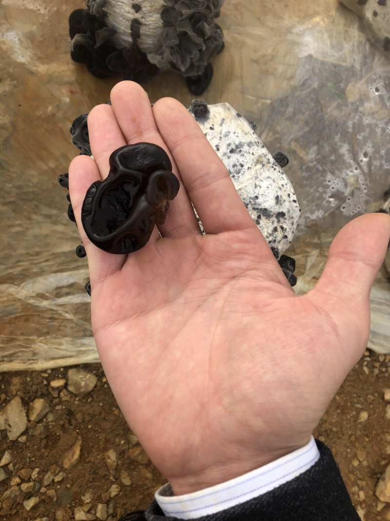 黑木耳菌棒、（木耳菌棒）东北黑木耳分离液体菌种