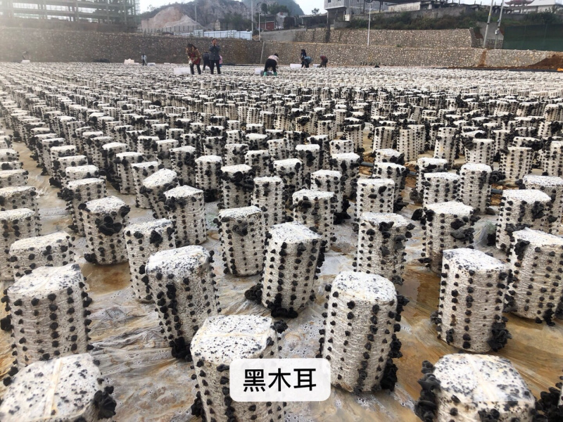 黑木耳菌棒、（木耳菌棒）东北黑木耳分离液体菌种