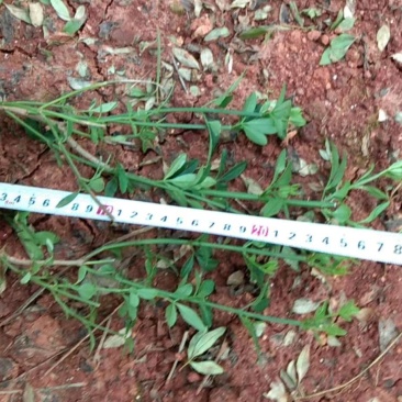 迎春柳杯苗迎春柳种植销售迎春花10杯