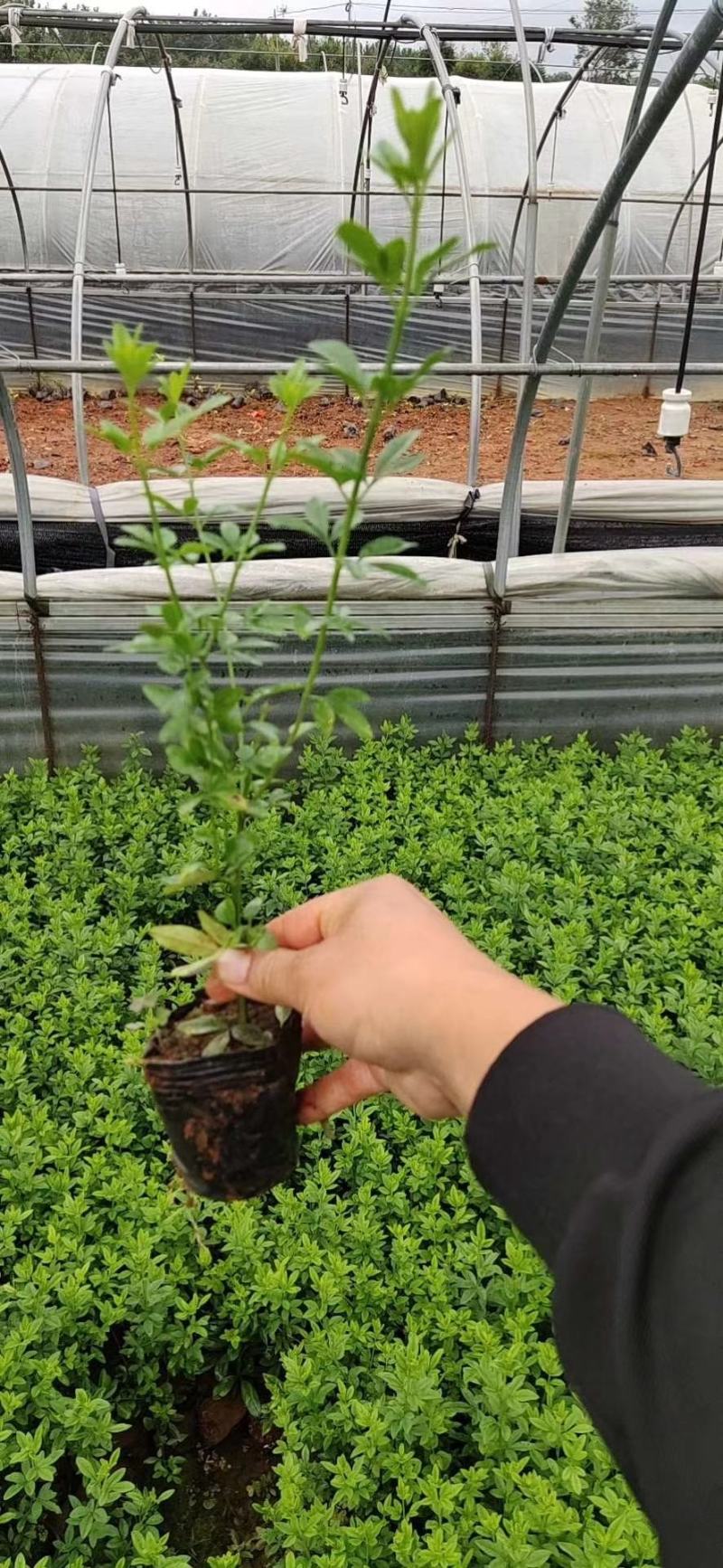 迎春柳杯苗迎春柳种植销售迎春花10杯