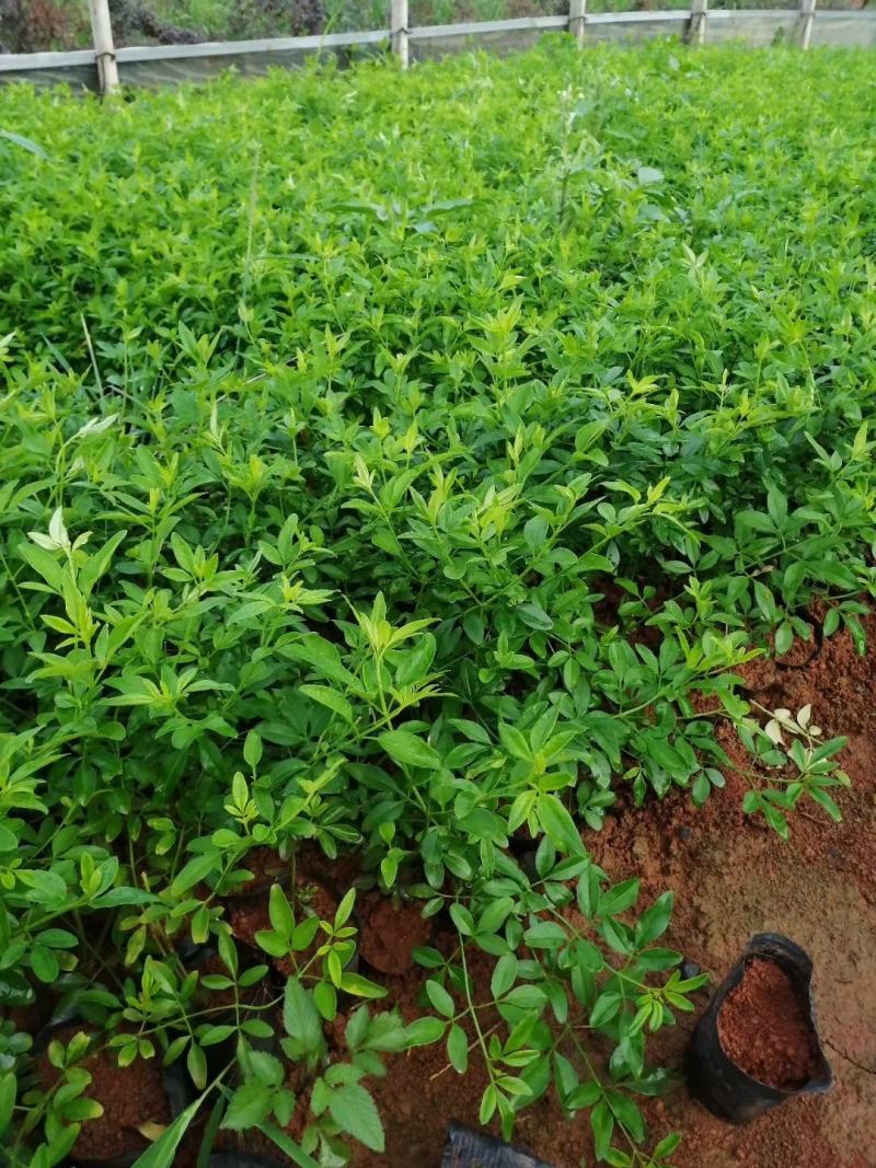 迎春柳杯苗迎春柳种植销售迎春花10杯