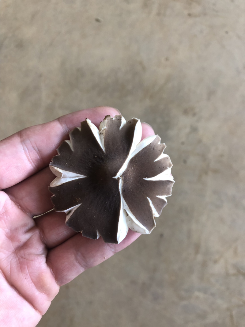 黑皮鸡枞菌棒黑皮鸡枞出菇包黑皮鸡枞菌种黑皮鸡枞菌包
