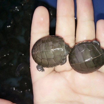 东锦深水观赏龟，特别的龟