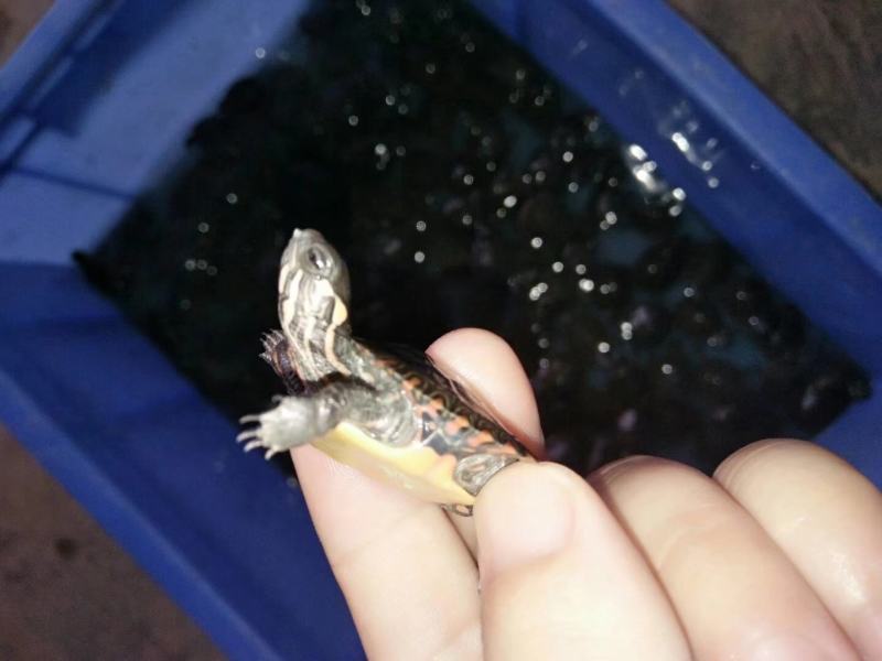 东锦深水观赏龟，特别的龟
