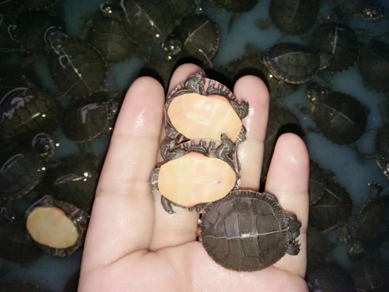 东锦深水观赏龟，特别的龟