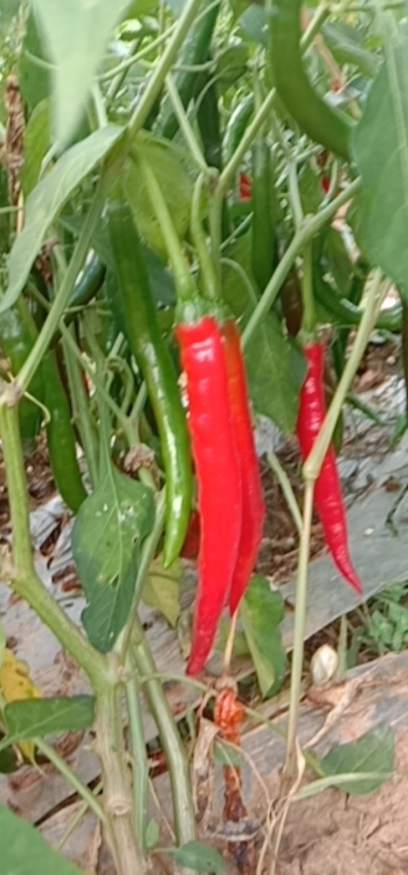 鲜红辣椒量大促销。