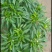 5~10厘米，特辣，香辣，天宇，艳红，三鹰