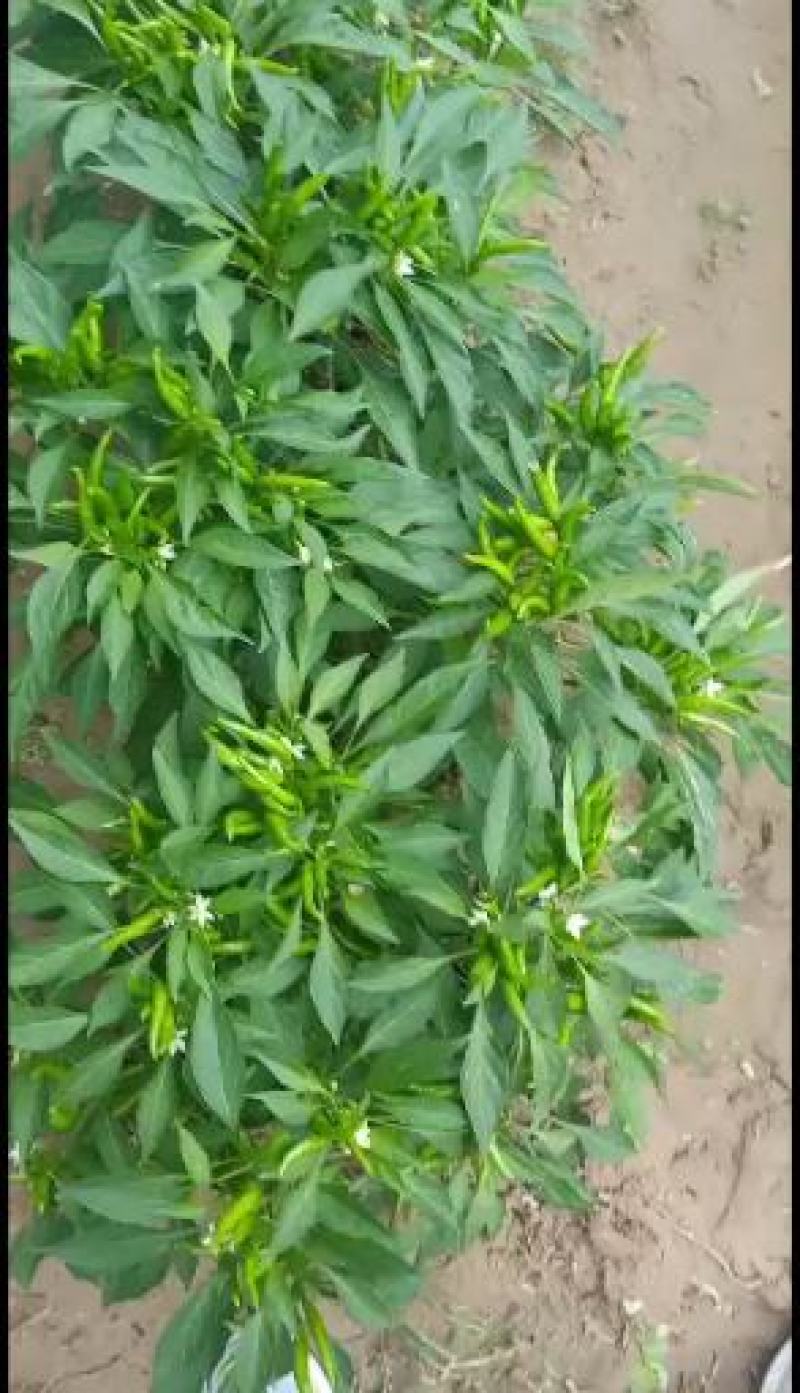 5~10厘米，特辣，香辣，天宇，艳红，三鹰