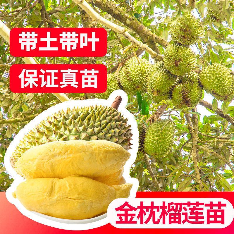 榴莲果树苗榴莲树苗四季金枕头榴莲猫山王盆栽南北方果苗