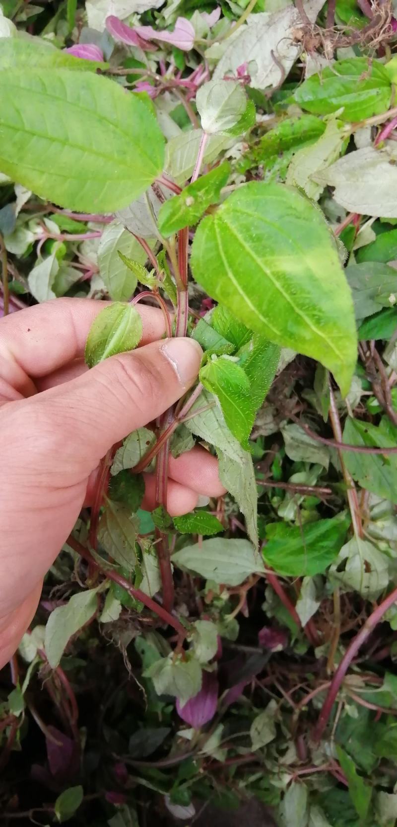 酸酸草！风鼓草！风谷草，枫斗草