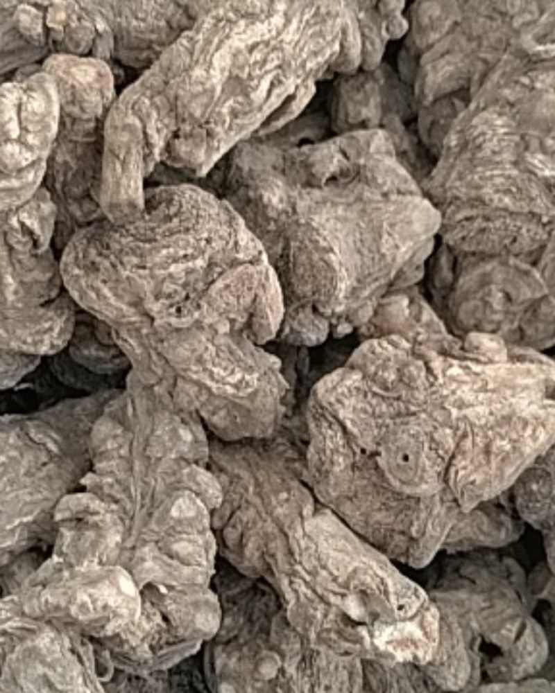 无硫当归头15头干度好，诚信经营，(可切片)