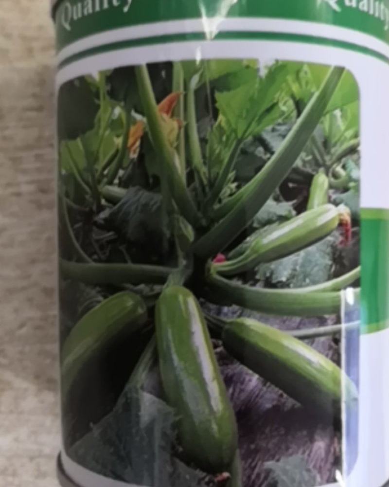 格瑞斯油绿高产西葫芦品种秋延越冬早春均可种植