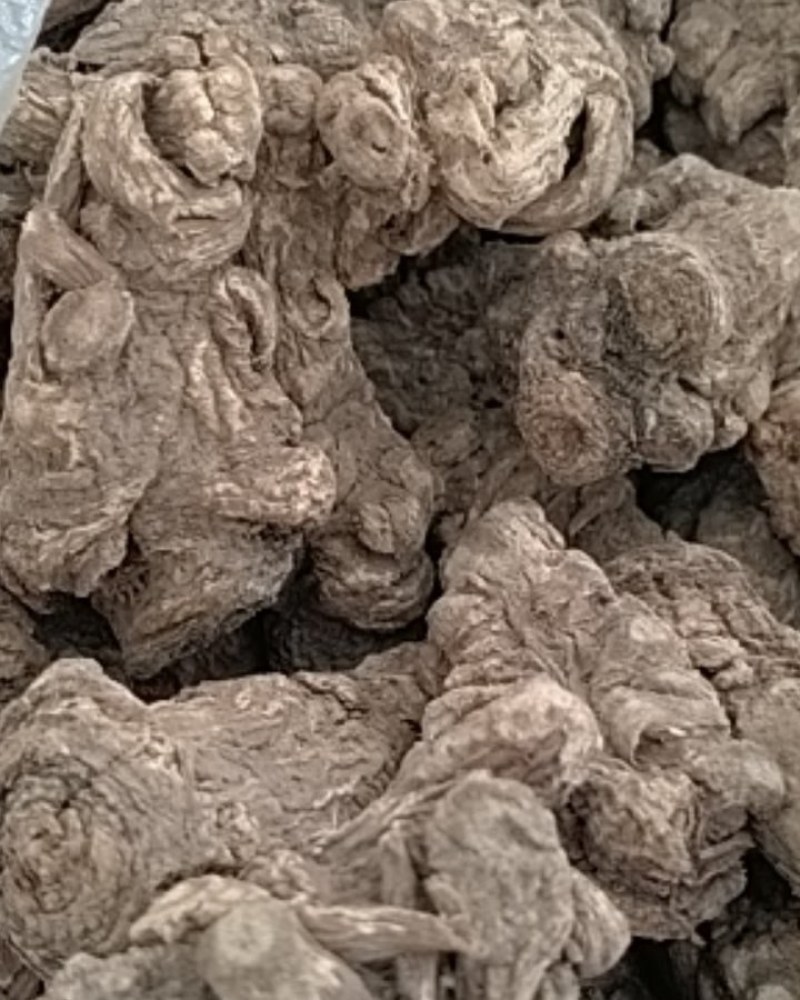 无硫当归头15头干度好，诚信经营，(可切片)