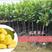 红肉菠萝蜜树苗四季结果马来西亚一号菠萝蜜苗嫁接果树苗盆栽