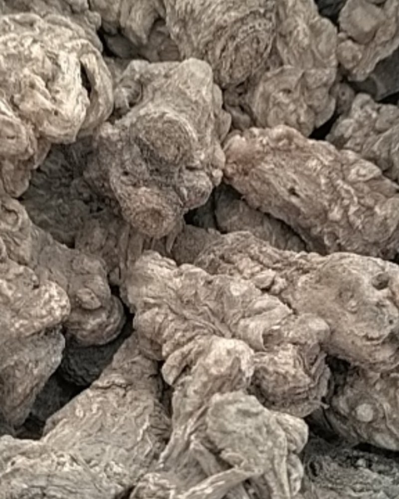 无硫当归头15头干度好，诚信经营，(可切片)
