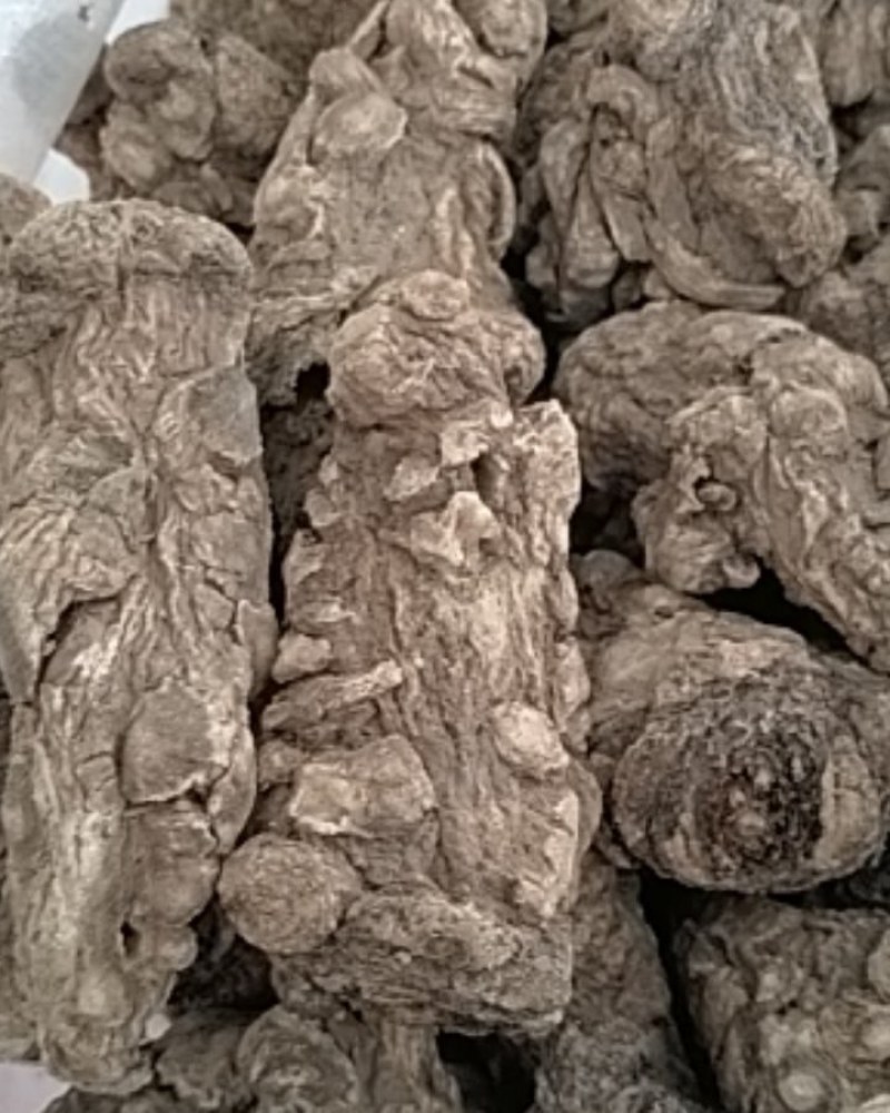 无硫当归头15头干度好，诚信经营，(可切片)