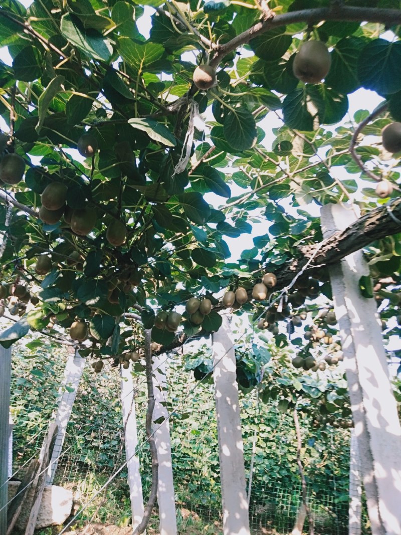 淄博博山源泉有机猕猴桃基地