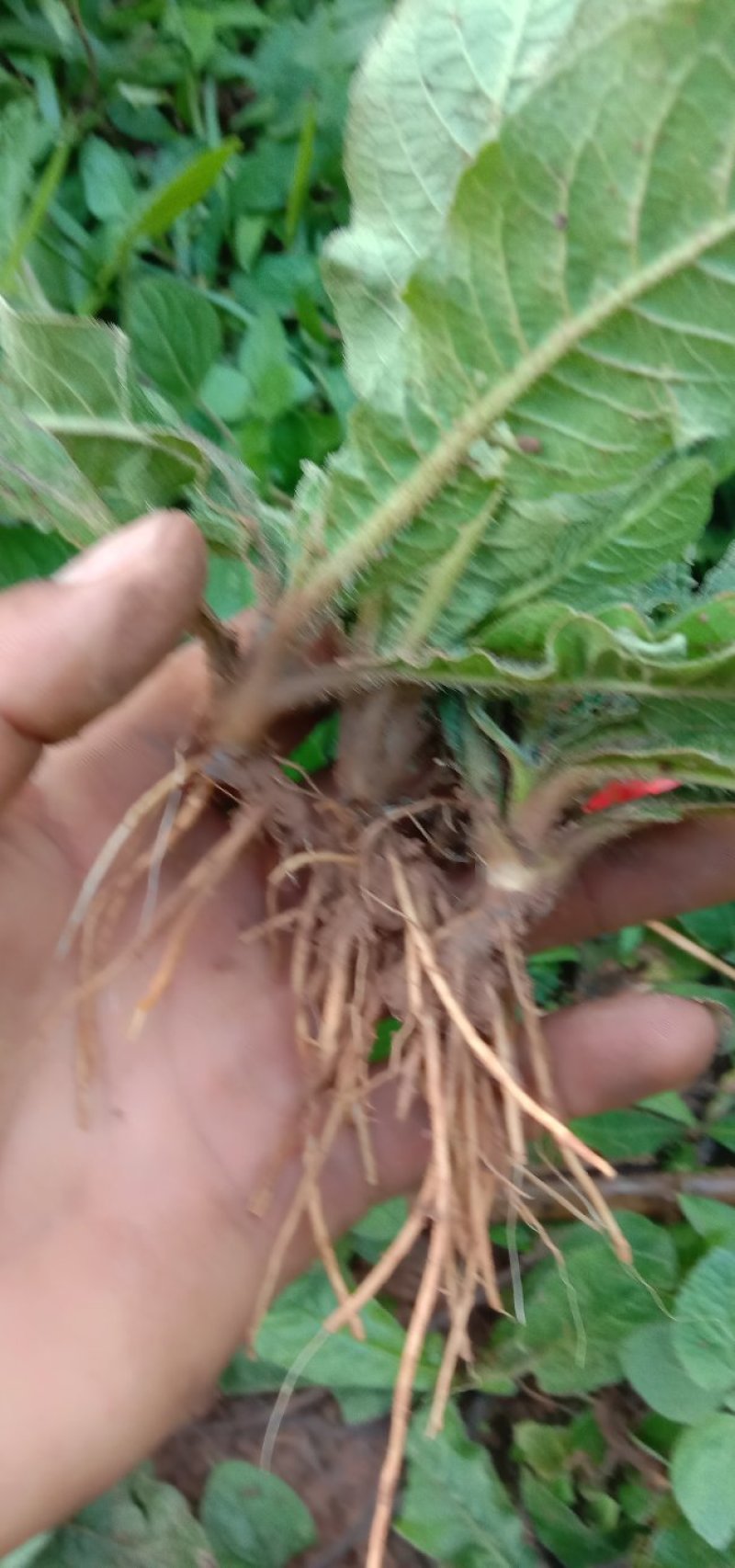 地胆头，需要联系我大量有货。