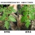 农用有机硅助剂高渗透剂叶面肥增效剂扩散剂氮酮10ml