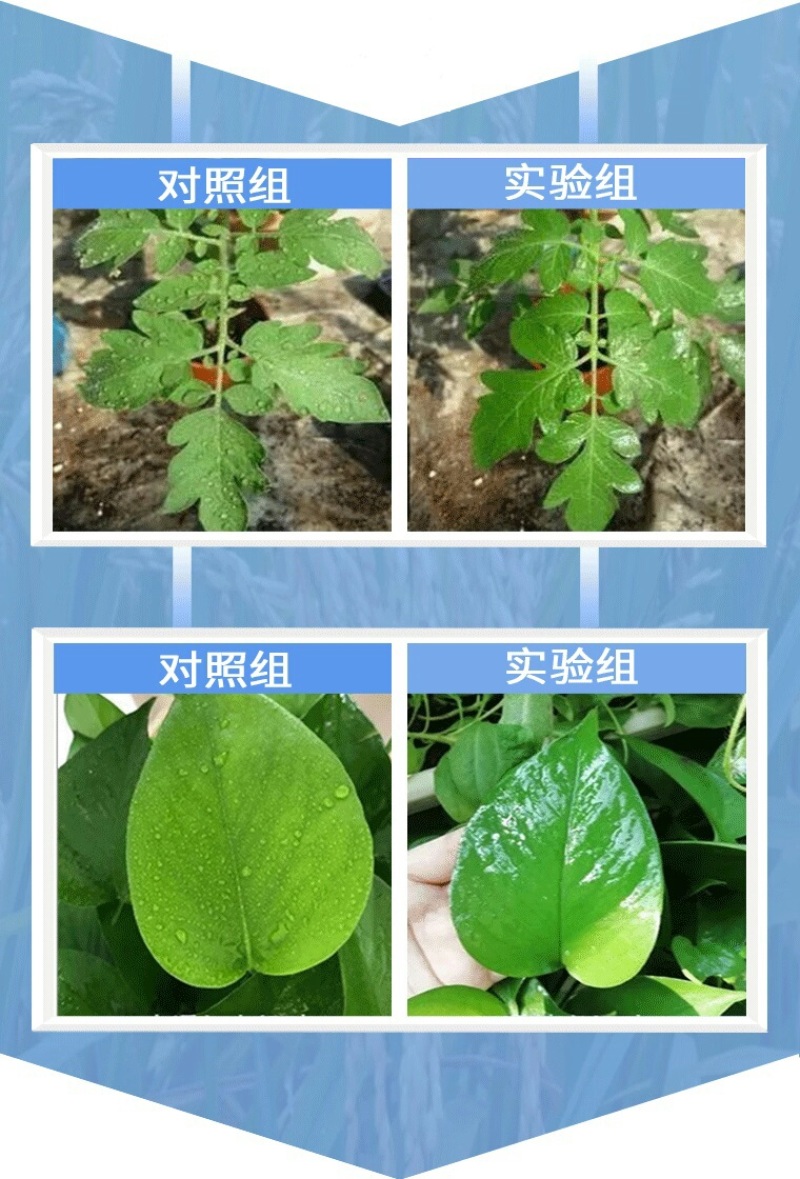 农用有机硅助剂高渗透剂叶面肥增效剂扩散剂氮酮10ml