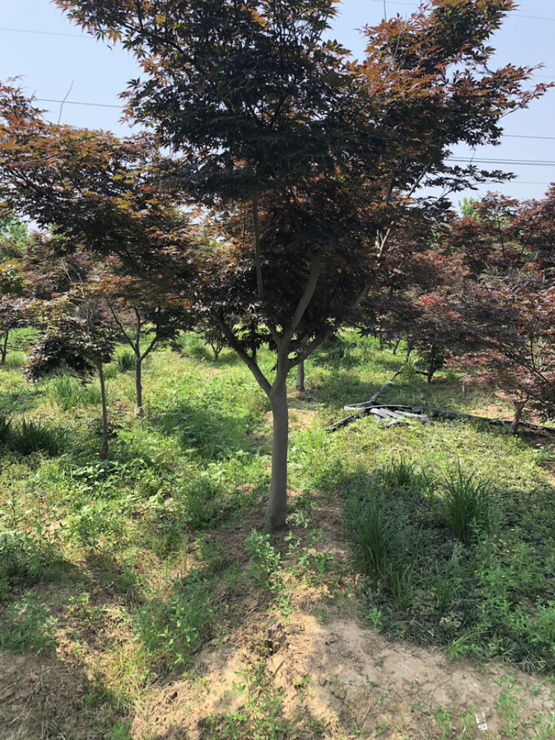 江苏本地红枫树苗，日本红枫6～10公分红枫树
