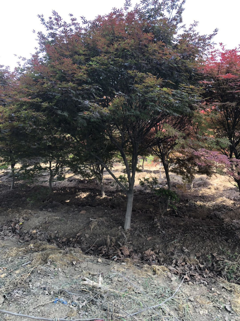 江苏本地红枫树苗，日本红枫6～10公分红枫树