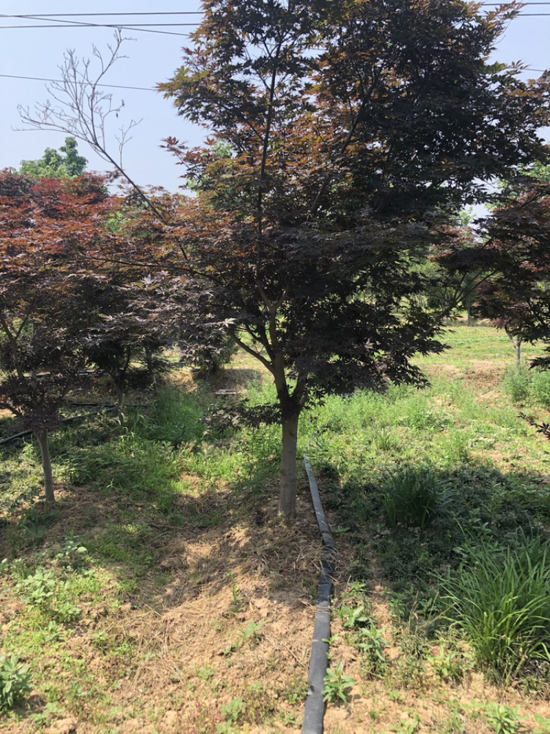 江苏本地红枫树苗，日本红枫6～10公分红枫树